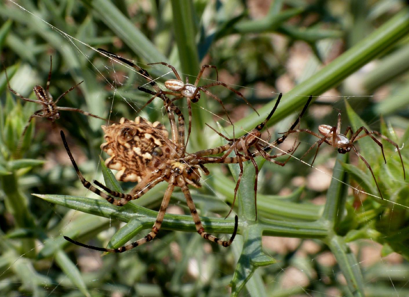 Femmina di Argiope lobata piacente  - Palau (OT)